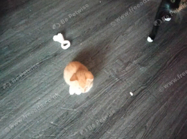 Kitten