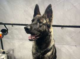 German shepherd l