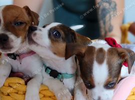 Jack Russel Terier