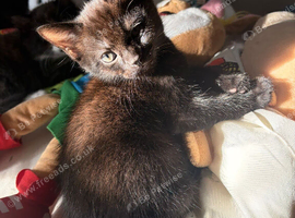 Cute little panther