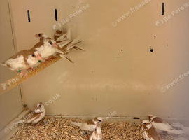 Bengalese Finches