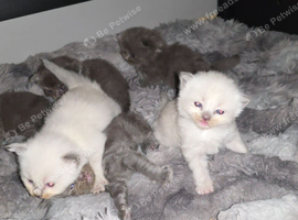 Munchkin cross Ragdoll Kittens