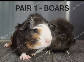 BEAUTIFUL MALE GUINEA PIGS