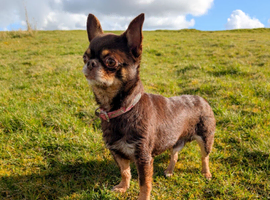 Stunning kc chocolate stud dog