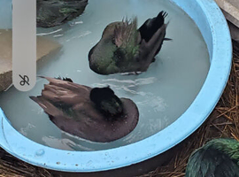 2 pair east indies ducks