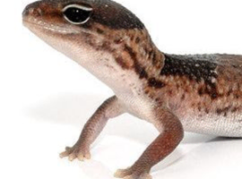 Juvenile African fat Tail gecko