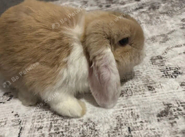 male mini lop