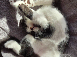 Kittens