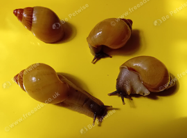 ZANZIBAR GIANT AFRICAN LAND SNAILS