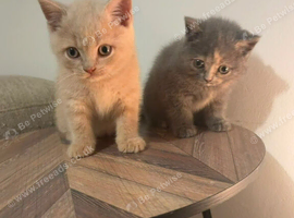 British short hair kittens