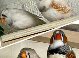 Lovely pretty pair of zebra finches
