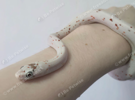 Palmetto corn snake