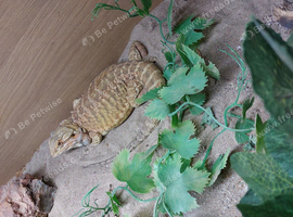 For sale 2 Yr old female
