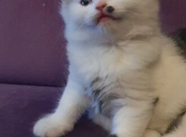 Adorable Persian Cross Kittens