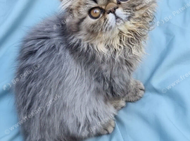 Reduced GCCF registered persian kitten