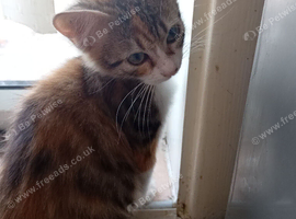 2 kittens for sale