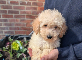 Beautiful toy poodle pedigree puppies for sale