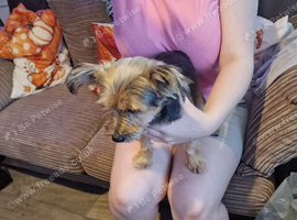 Yorkie minture xjack