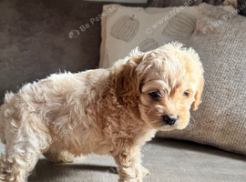 Stunning American cockapoo babies available.