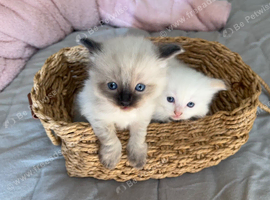 Pedigree Ragdoll 2 Boys Red Cream & Seal Point