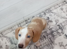 Dashound puppy