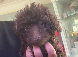 Puppies for sale