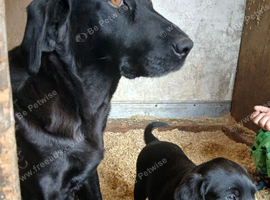 Chunky labrador pups