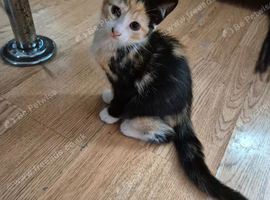 Exquisite, Affordable kittens. X Siamese