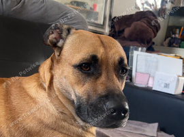 Rehoming this beauty unfortunately:(