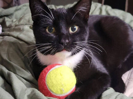 Tuxedo cat