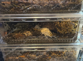 Tropical grey isopods