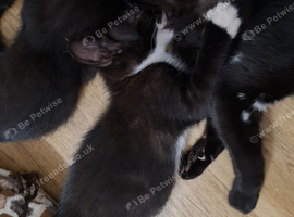 &pound;20..READY NOW!..BOY KITTEN.