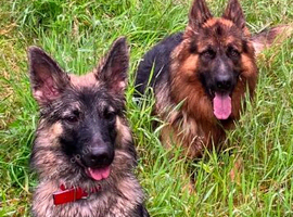 German shepherd pups