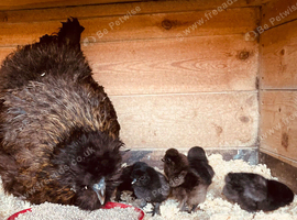 Silkie hen and her 6 chicks