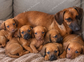 Dachshund puppies