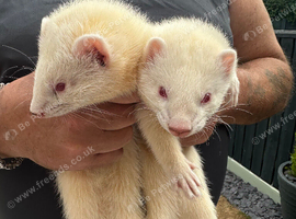 Two loverly albino Jill&rsquo;s for sale