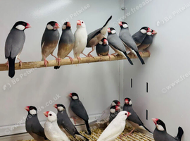 Java finches