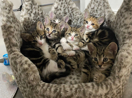 Beautiful docile boys