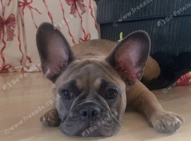 Male full breed frenchie