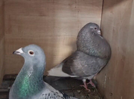 Pair and bibeies