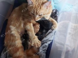 Cute Fluffy Kittens