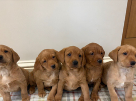 Kc Red Labs