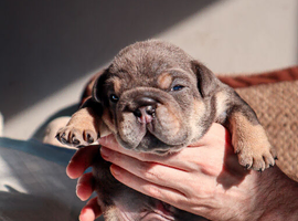 KC English bulldogs
