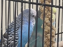 Two budgies with cage.