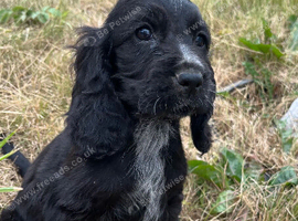 Show type cocker spaniel puppies