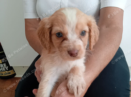4beautiful puppies for sale