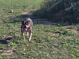 Large breed