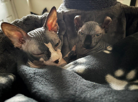 Elf kittens Avaiable in July 2026