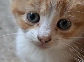 Kittens