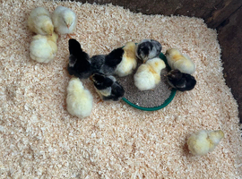 Silver Wyndotte chicks